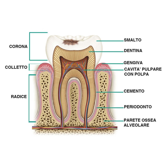 Endodonzia